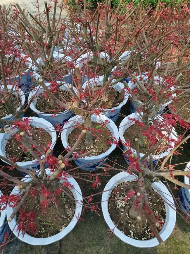 红枫哪个品种最珍贵?红枫哪个品种最好?