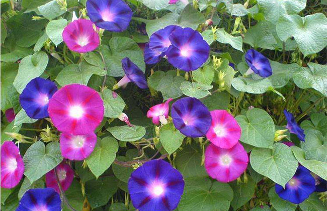 牵牛花什么时候开花?牵牛花有哪些品种?