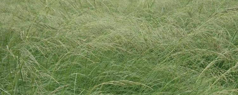 弯叶画眉草种子价格 图片