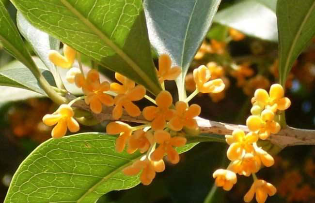 桂花树有哪些品种?哪种桂花树最名贵?