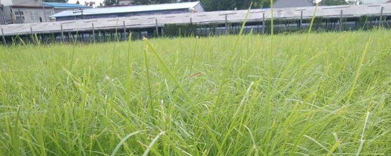 弯叶画眉草种子多少钱一斤