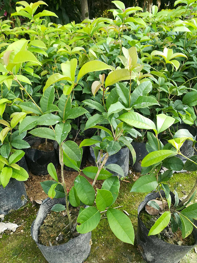 桂花树有哪些品种?哪种桂花树最名贵?