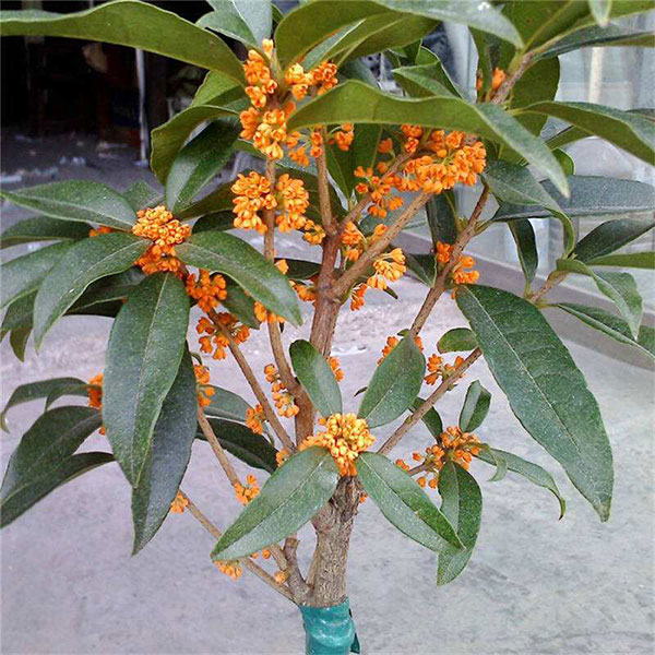 桂花树有哪些品种?哪种桂花树最名贵?