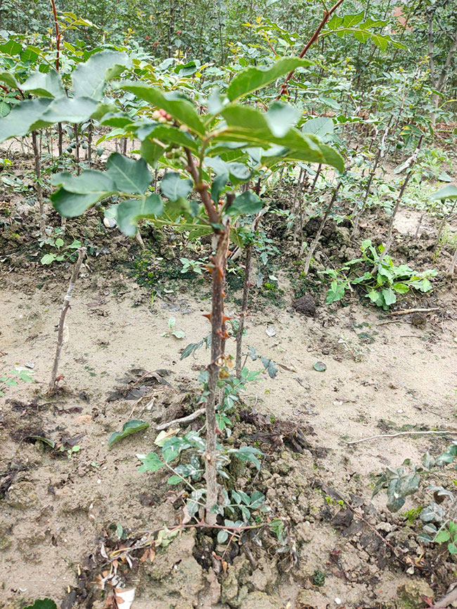 花椒的产地有哪些地方?花椒的产地是哪里最好?