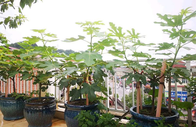 盆栽无花果