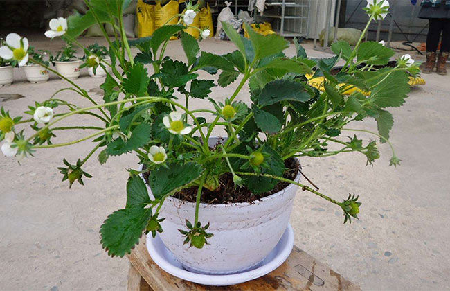 盆栽草莓