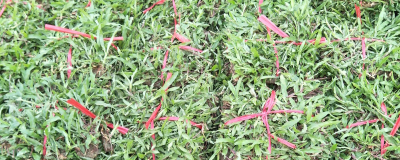 大叶油草价格是多少钱一平方