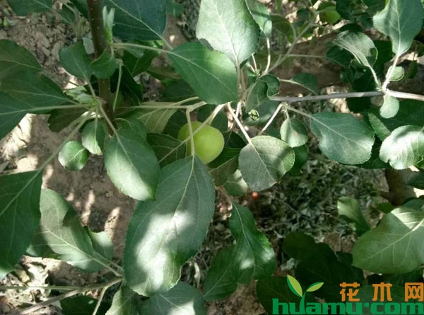 夏季苹果树怎么剪枝？苹果树夏季修剪的方法介绍