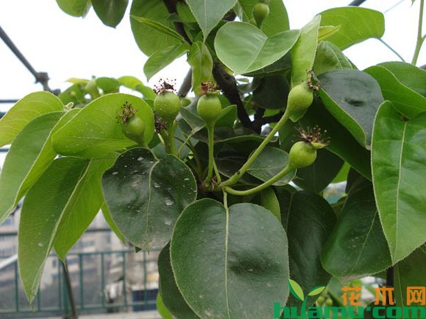 夏季苹果树剪枝方法