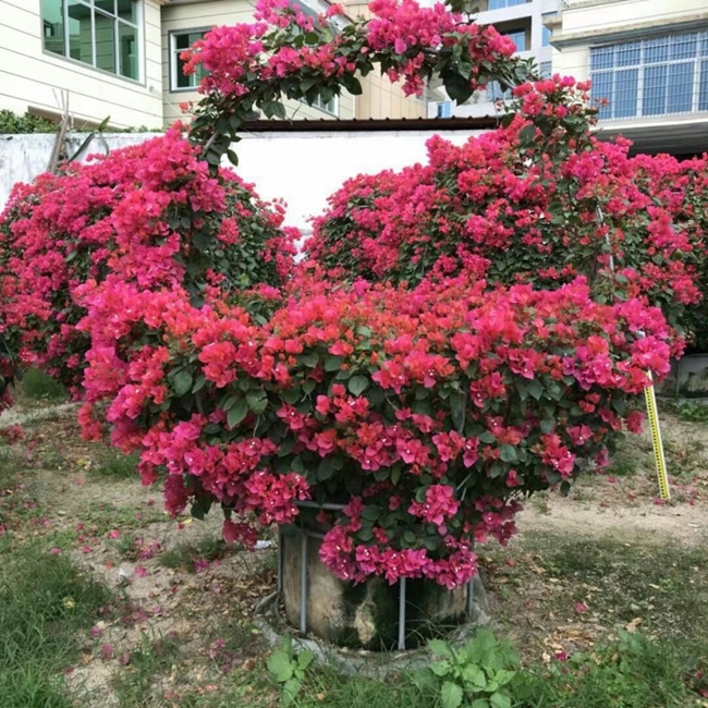 三角梅为什么不开花？怎样使三角梅多开花？