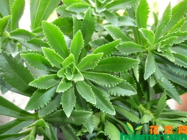 景天三七