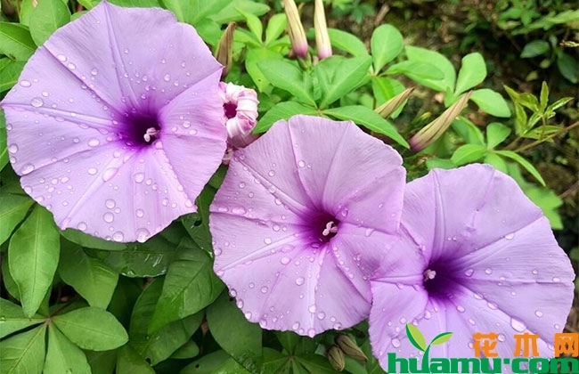 牵牛花有什么作用?
