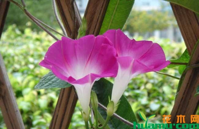 牵牛花怎么种？牵牛花种植方法介绍