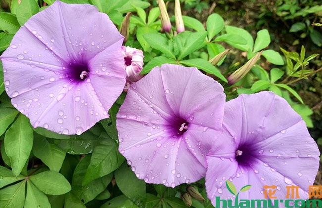 牵牛花