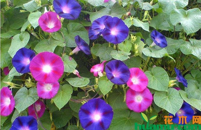 牵牛花怎么种