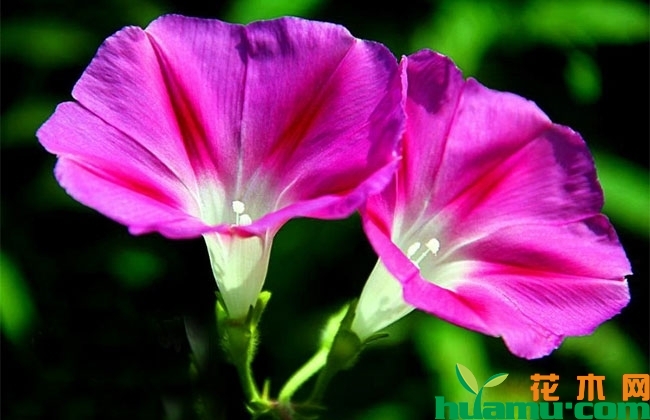 牵牛花品种大全 牵牛花常见品种有哪些？