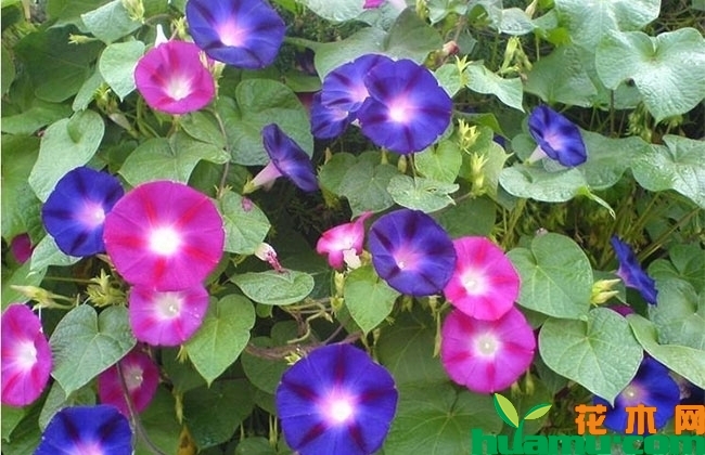 牵牛花什么时间施肥