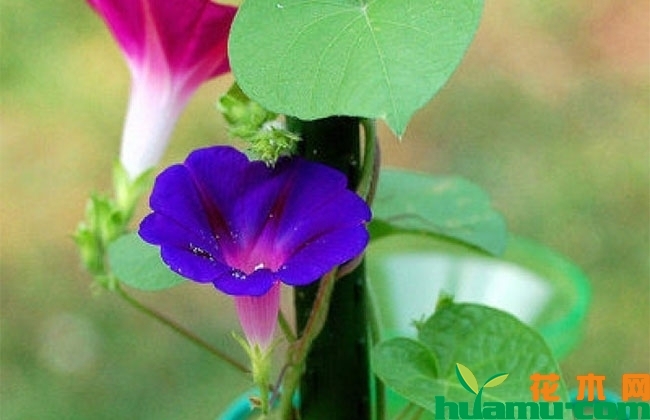 牵牛花图片