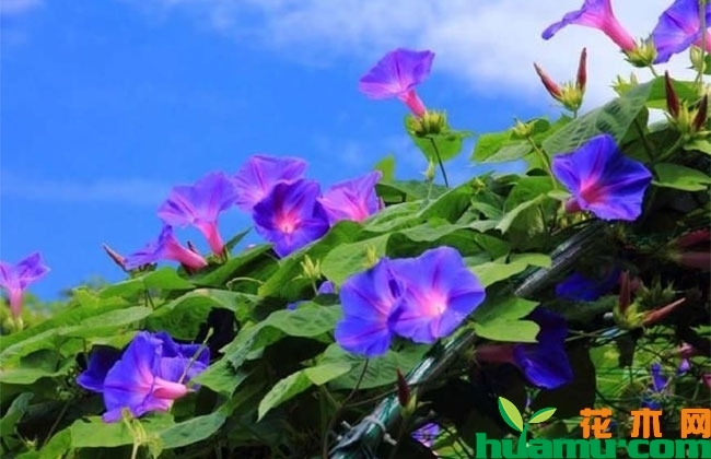 牵牛花图片