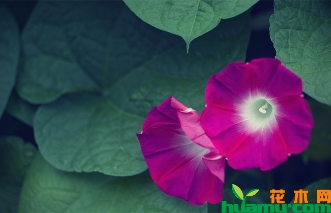 牵牛花图片