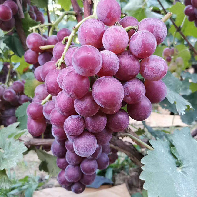 巨峰葡萄市场销量大，长期价格稳定的原因是什么？