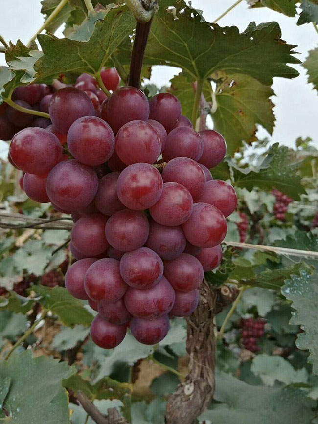 巨峰葡萄