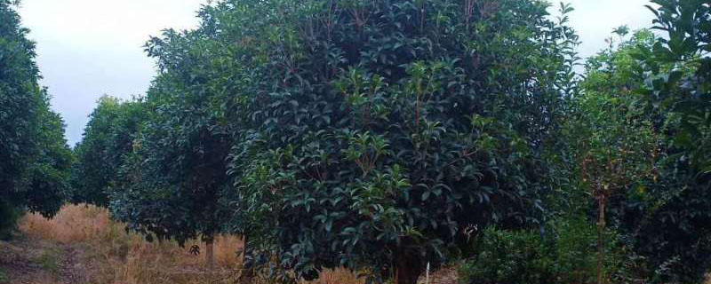 12公分桂花树价格多少钱一棵