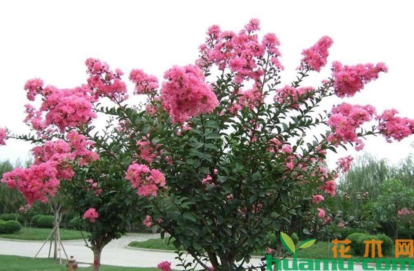 这些常见观花树种下半年将迎来销售热潮！