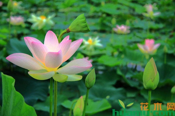 荷花