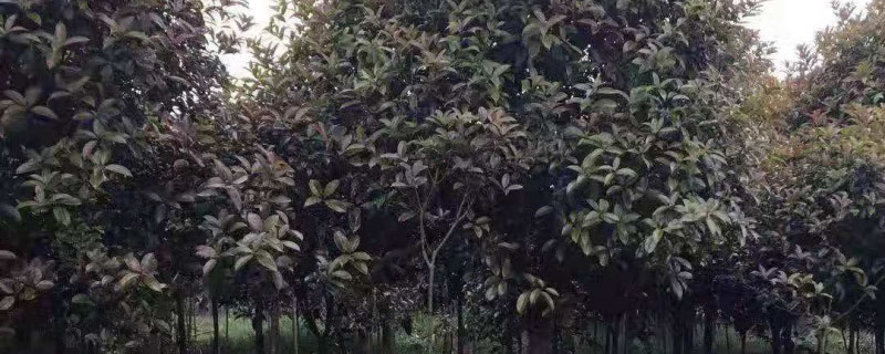 8公分桂花树多少钱一棵