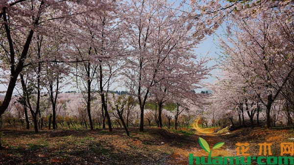 樱花