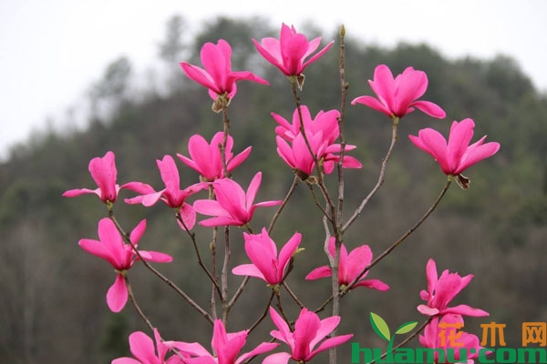 红花玉兰