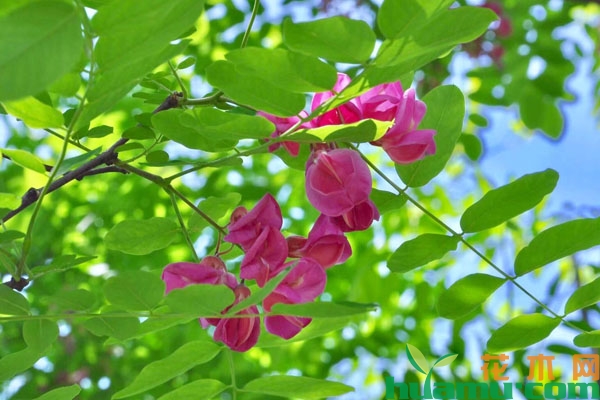 紫花刺槐