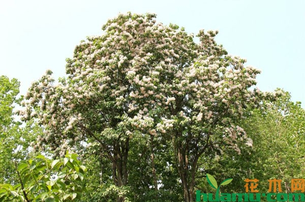 楸树