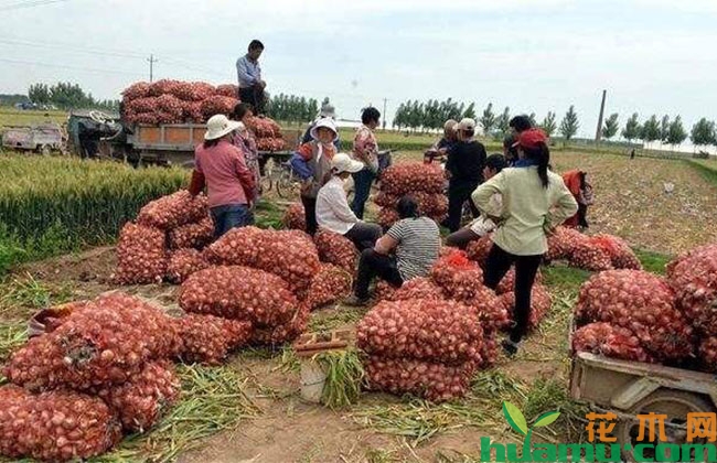 2020年大蒜行情如何？该不该大面积种植？