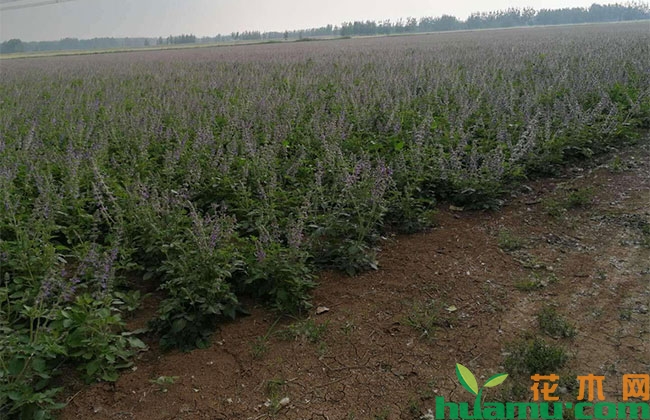 种植丹参怎么样?