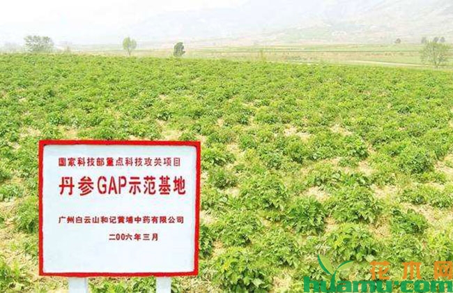 种植丹参怎么样? 种植丹参怎么样?