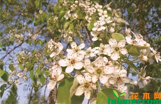 观花树种被看好，将迎“热销”浪潮