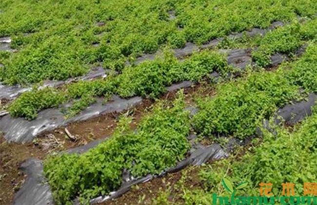 种植丹参怎么样? 种植丹参怎么样?