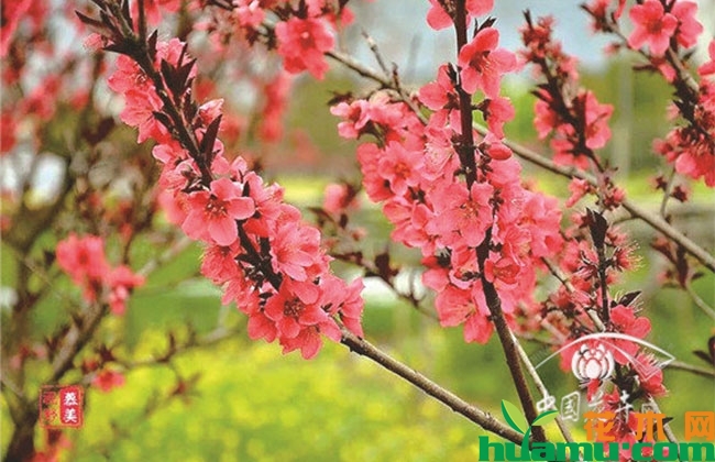 观花树种被看好,将迎“热销”浪潮 观花树种被看好,将迎“热销”浪潮
