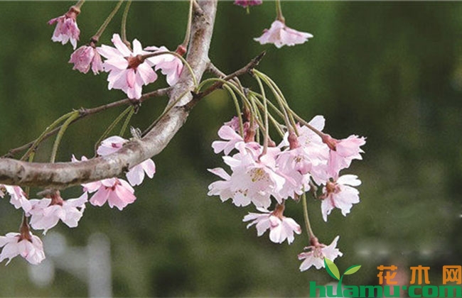 观花树种被看好,将迎“热销”浪潮 观花树种被看好,将迎“热销”浪潮