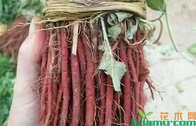 种植丹参怎么样? 种植丹参怎么样?