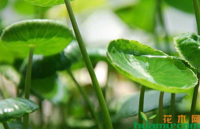 水生植物行情上扬