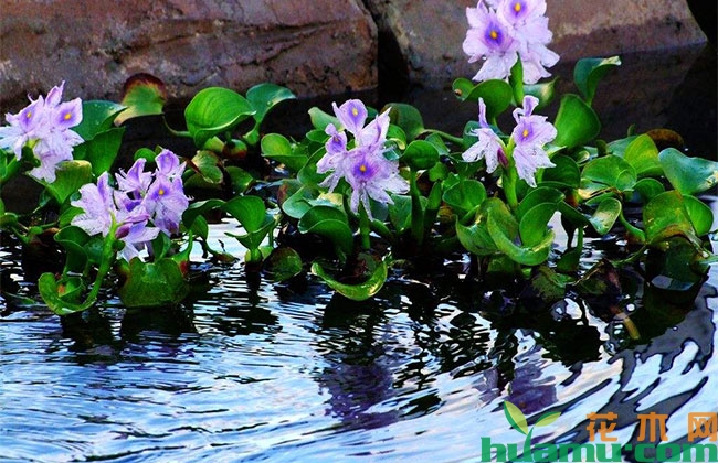 水生植物行情上扬 水生植物行情上扬