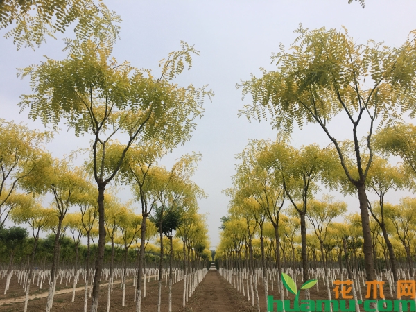 夏季苗圃这样管不怕苗子卖不完 夏季苗圃这样管不怕苗子卖不完
