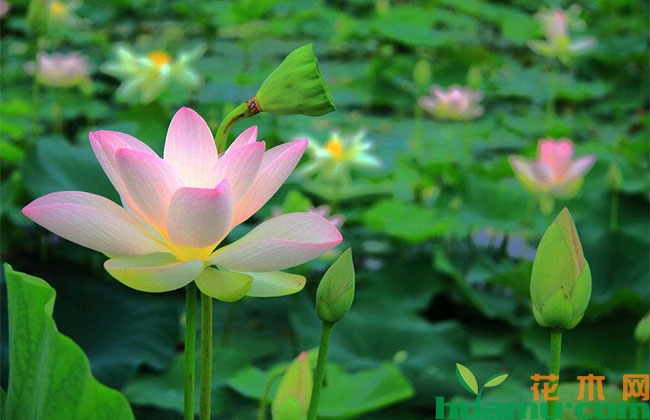 水生植物行情好转 价格借势上扬 水生植物行情好转 价格借势上扬