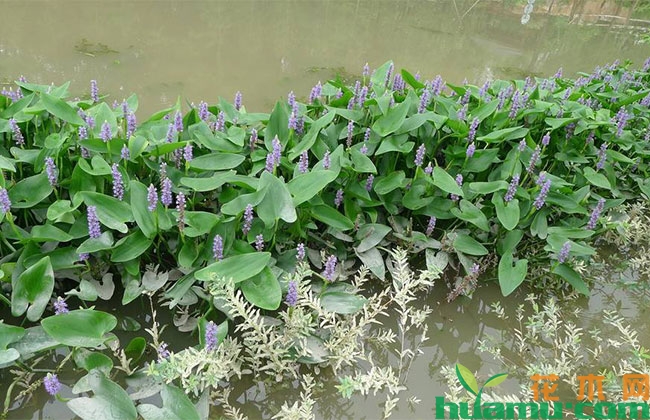 水生植物行情好转 价格借势上扬 水生植物行情好转 价格借势上扬