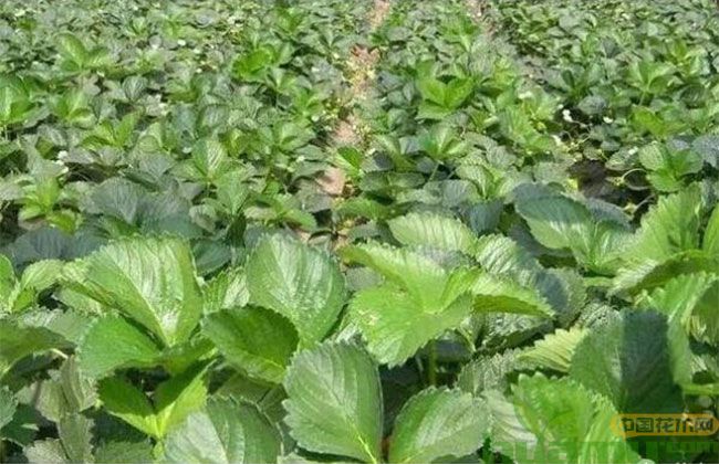 小白草莓苗价格高吗？20公分小白草莓苗多少钱一棵？