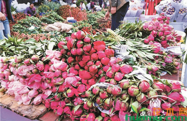 芍药切花市场混乱，有什么行业标准?