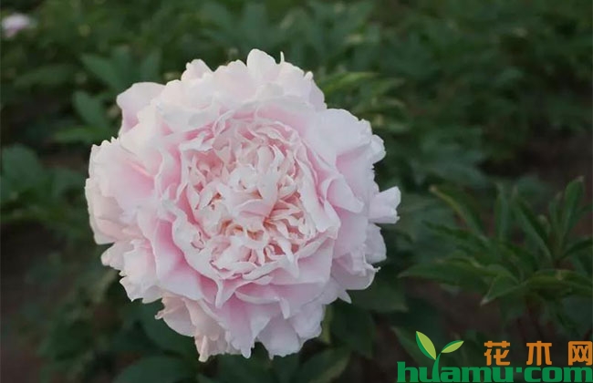 芍药切花乱象频出是何原因？